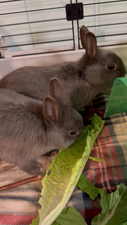 Enlarge Pyza & Pierogi, an adopted Polish in Andover, CT video 5/6