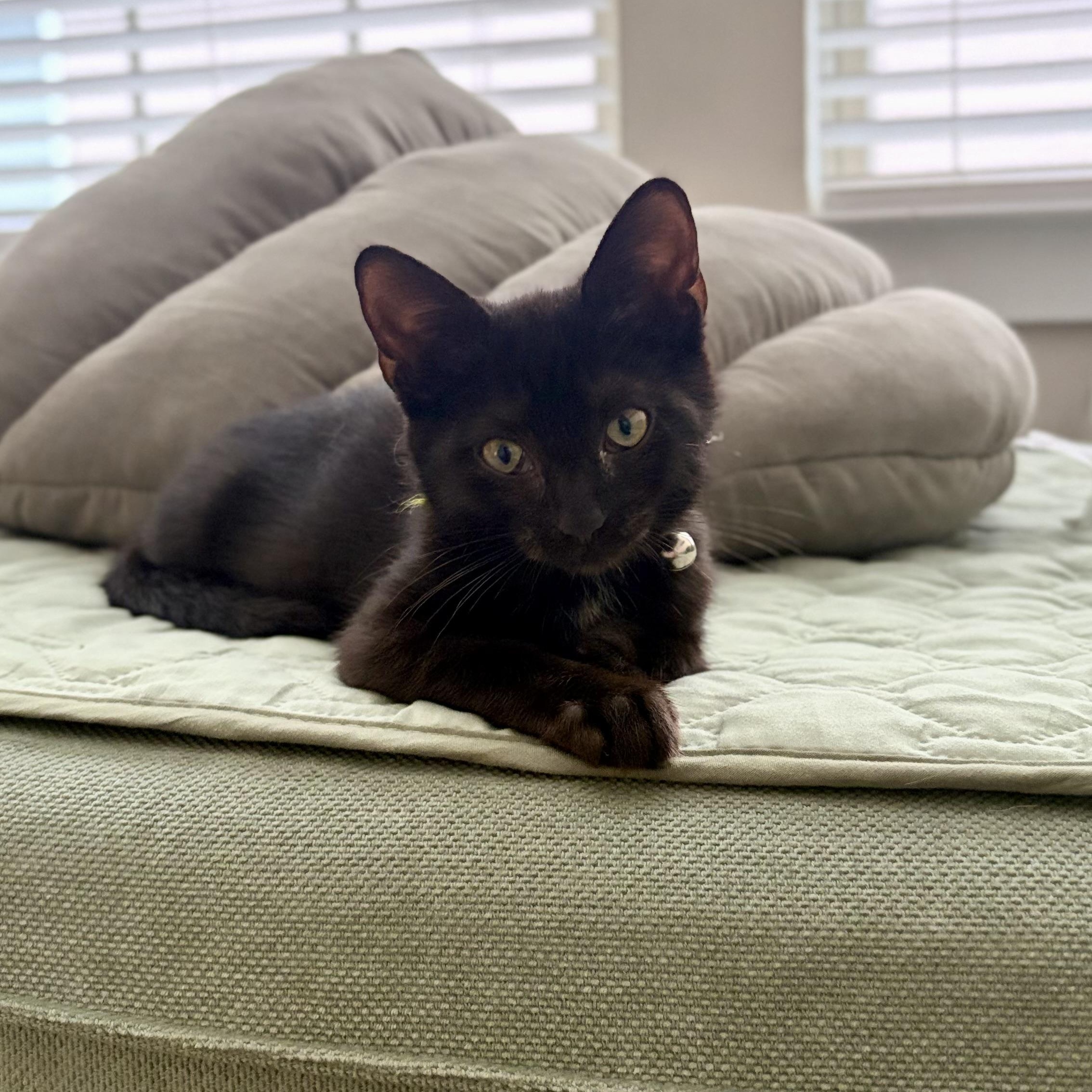 Shadow-- courtesy listing, ADOPTABLE, Kitten Female Domestic Short Hair.