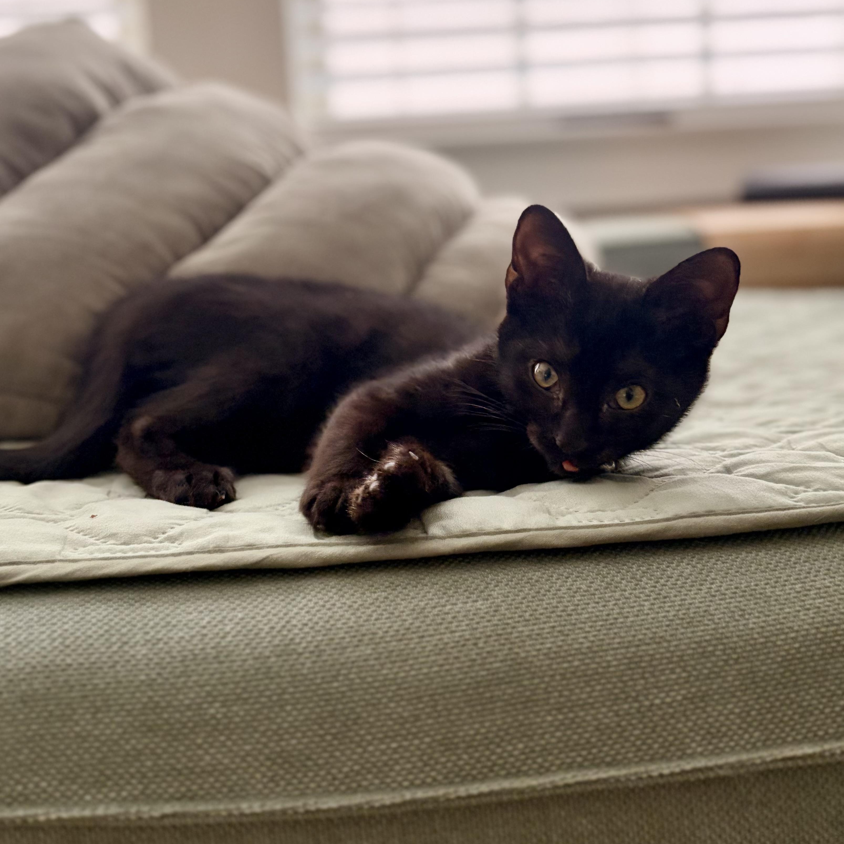 Enlarge Shadow-- courtesy listing, a ADOPTABLE mixed breed in Concord, NC image 2/3