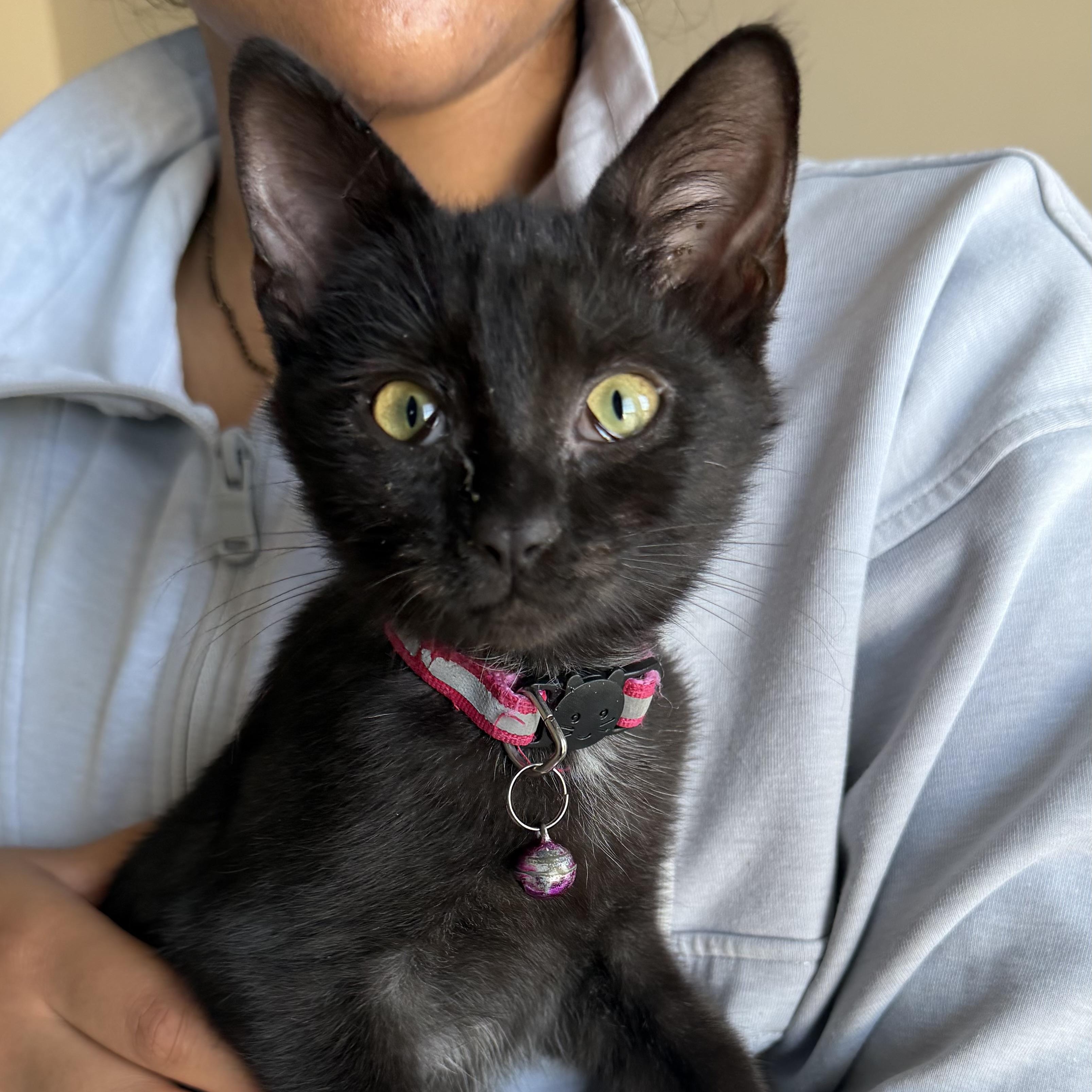 Enlarge Shadow-- courtesy listing, a ADOPTABLE mixed breed in Concord, NC image 3/3