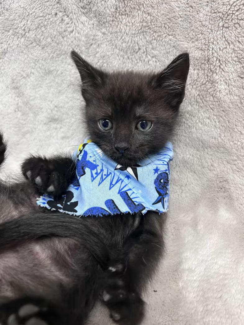 Ozzy, a ADOPTABLE Domestic Short Hair in Greensboro, NC image 1/3