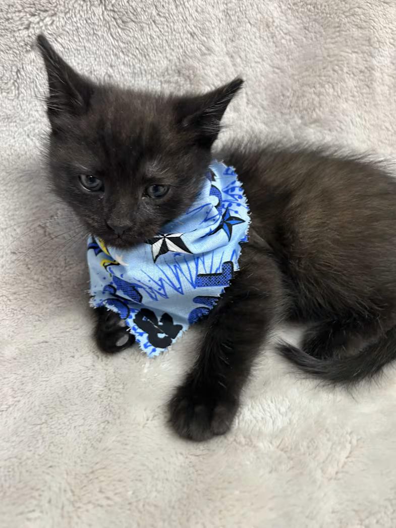 Ozzy, a ADOPTABLE Domestic Short Hair in Greensboro, NC image 3/3