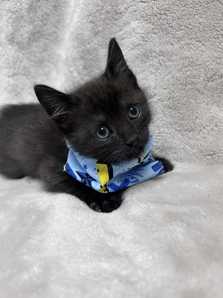 Ozzy, a ADOPTABLE Domestic Short Hair in Greensboro, NC image 2/3