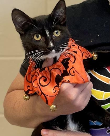 Moon — thumbnail 2