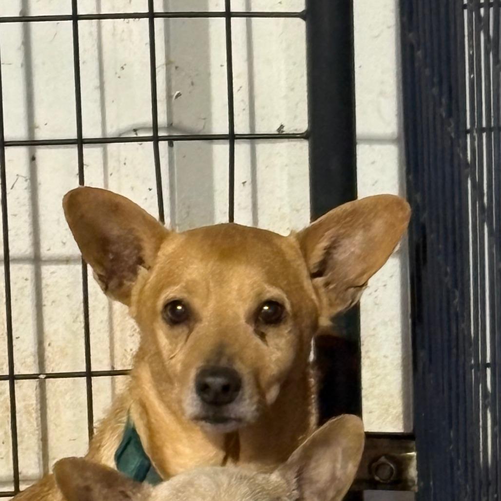 Bigfoot, Adoptable, Senior Male Chihuahua & Mixed Breed.