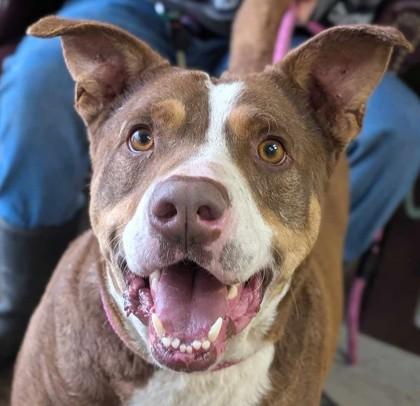 Enlarge Lorenzo, a Adoptable mixed breed in La Harpe, KS image 2/3