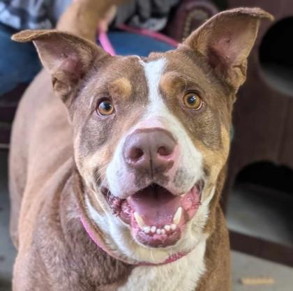 Enlarge Lorenzo, a Adoptable mixed breed in La Harpe, KS image 1/3