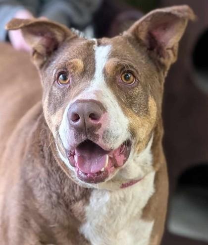 Enlarge Lorenzo, a Adoptable mixed breed in La Harpe, KS image 3/3