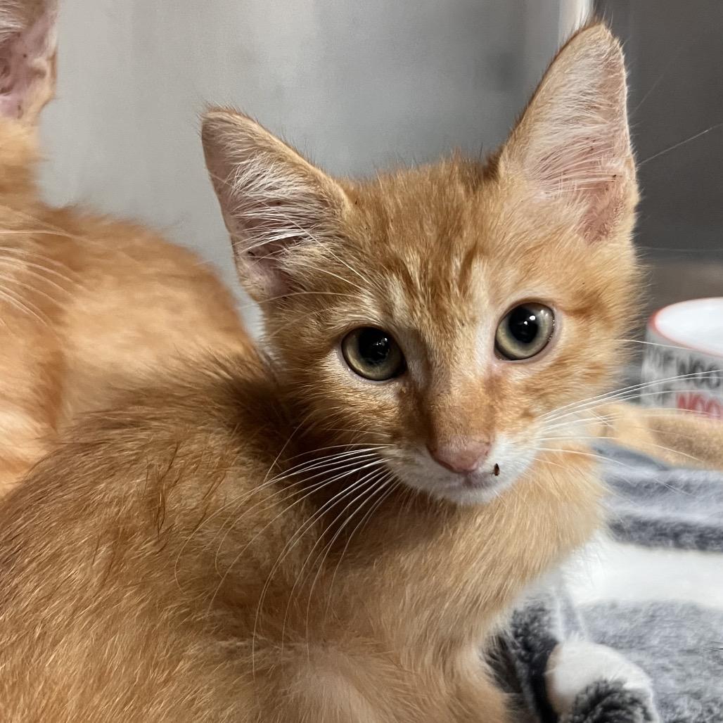 Okra, Adoptable, Kitten Male Domestic Short Hair.