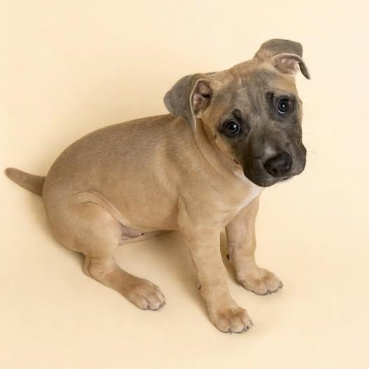Century, Adoptable, Young Female Pit Bull Terrier.
