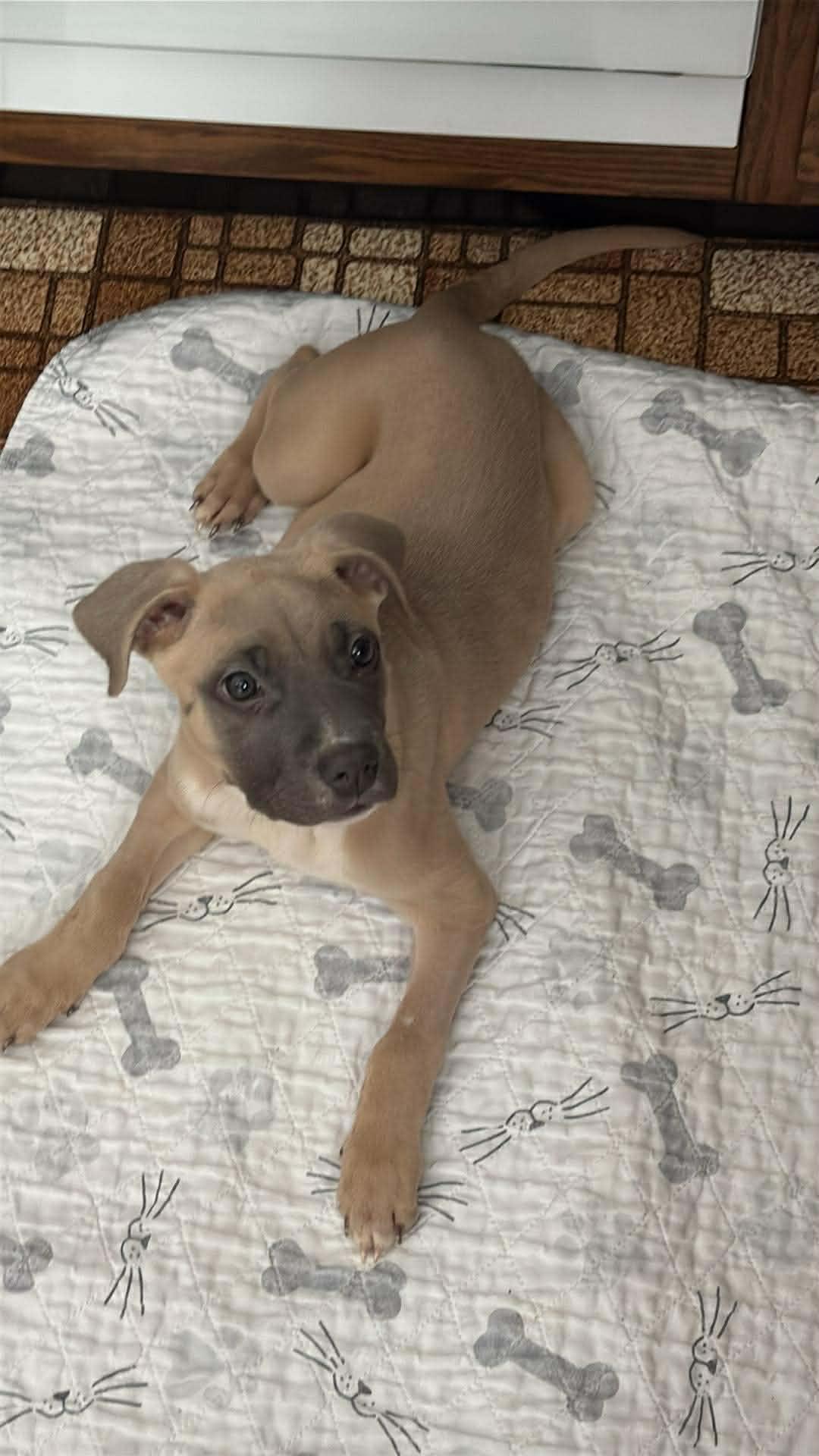 Enlarge Century, a Adoptable mixed breed in Shinnston, WV image 3/3