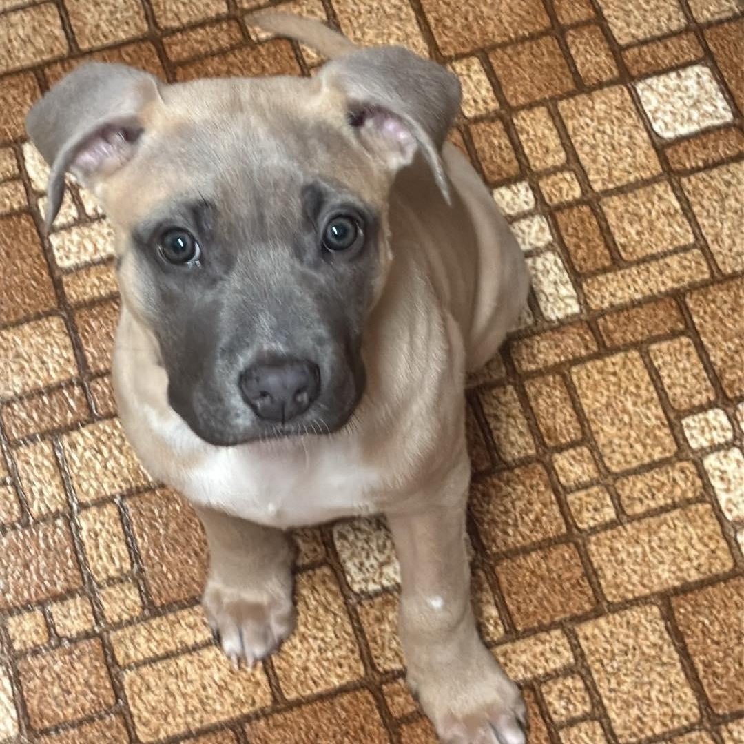 Enlarge Century, a Adoptable mixed breed in Shinnston, WV image 2/3