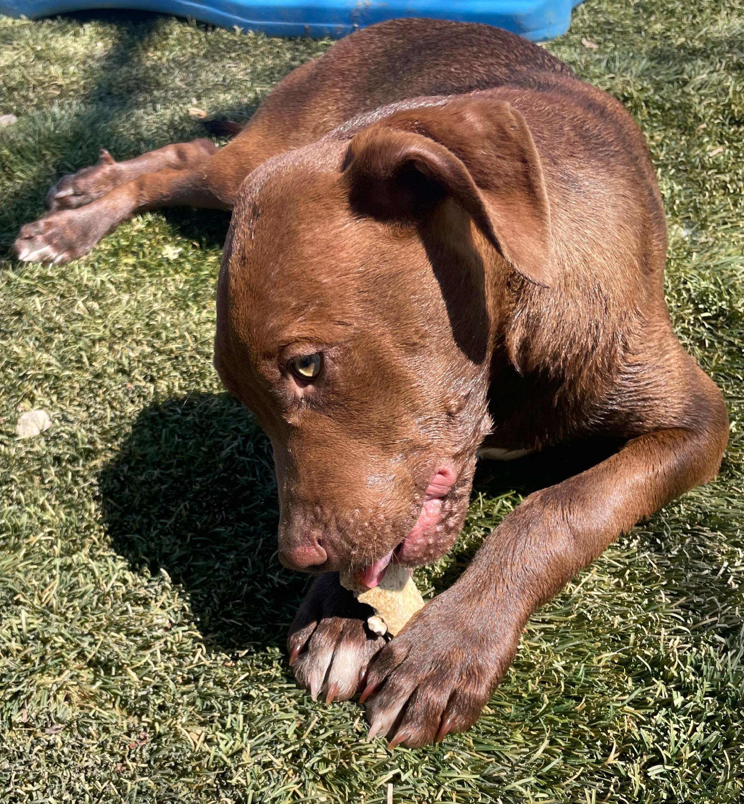 Enlarge Java, a Adoptable mixed breed in Tracy City , TN image 1/3