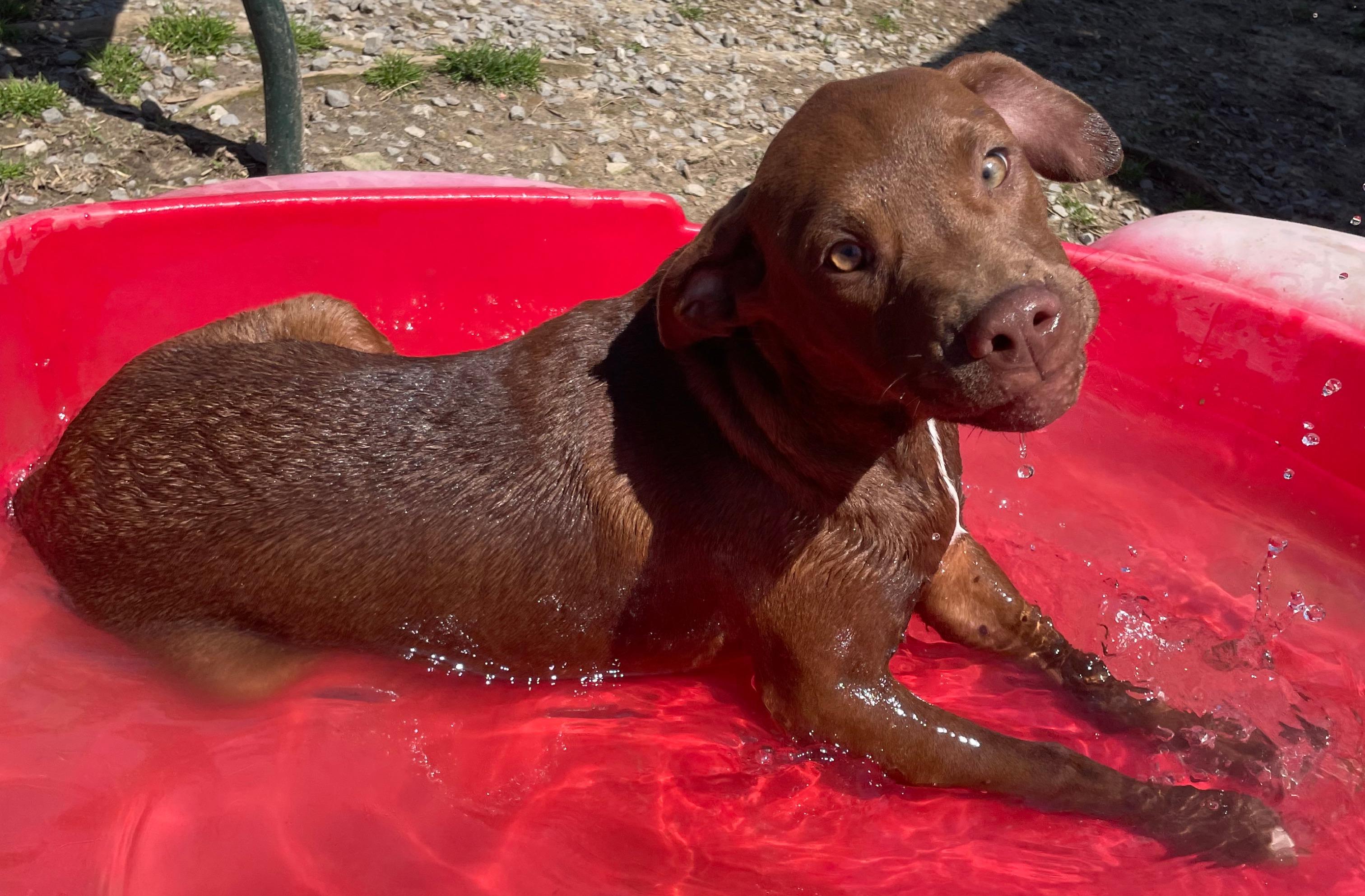 Java, Adoptable, Young Male Hound & Labrador Retriever.
