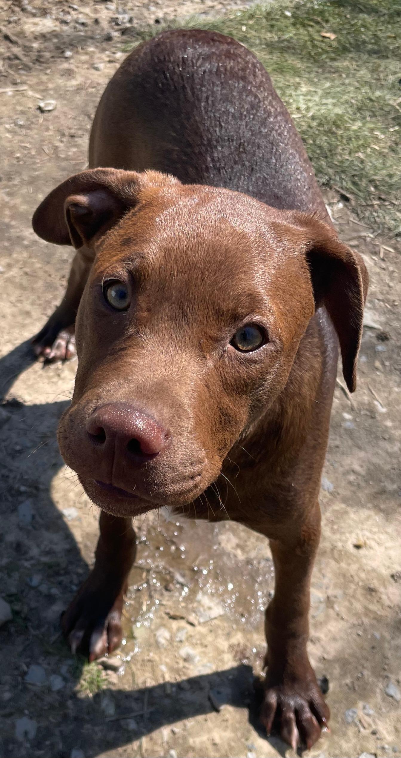 Enlarge Java, a Adoptable mixed breed in Tracy City , TN image 3/3