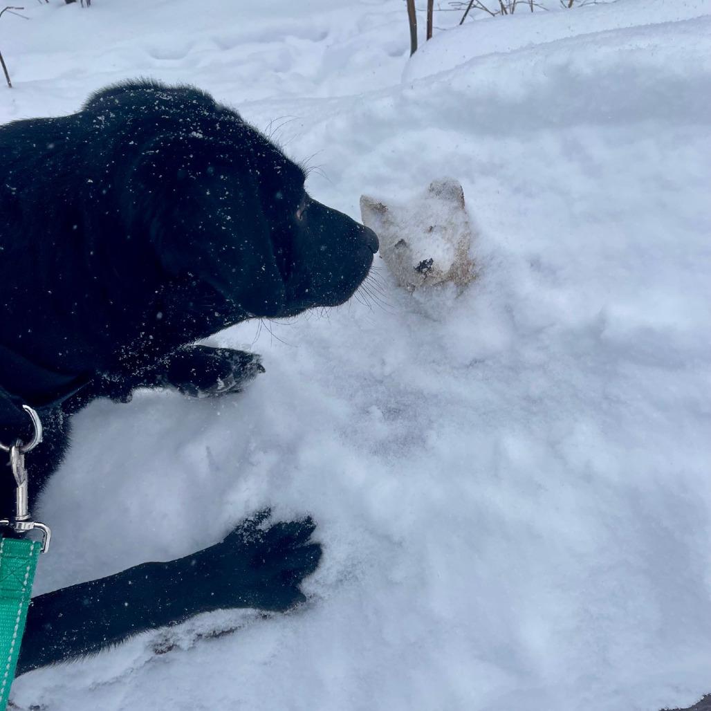 Enlarge Jagger, a Adoptable Black Labrador Retriever in Columbia Station, OH image 1/6