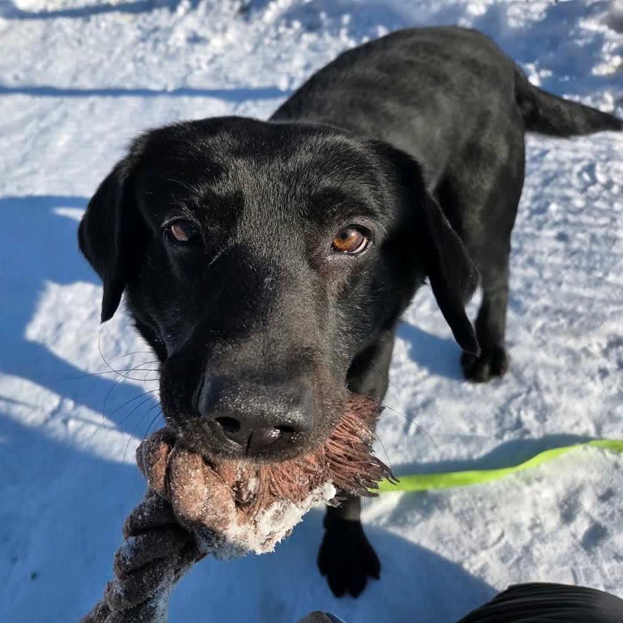 Enlarge Jagger, a Adoptable Black Labrador Retriever in Columbia Station, OH image 2/6
