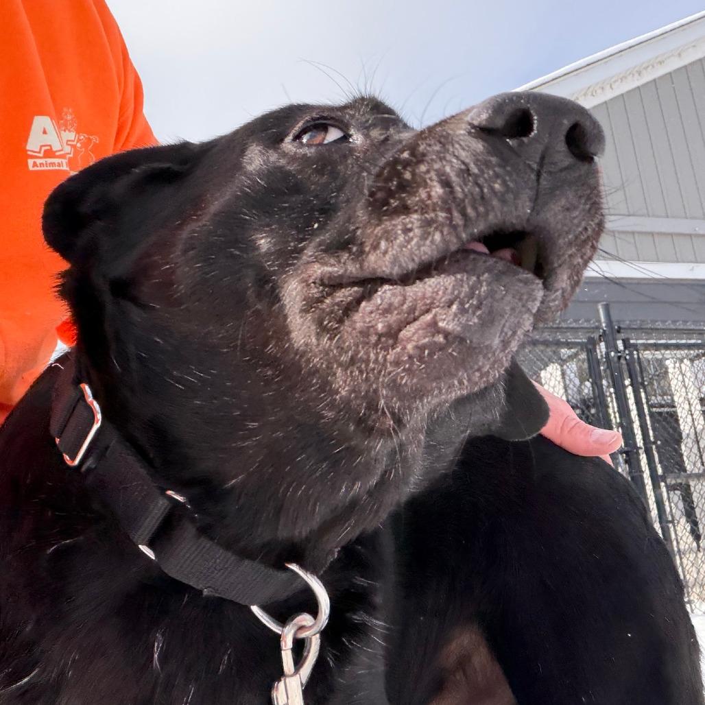 Enlarge Jagger, a Adoptable Black Labrador Retriever in Columbia Station, OH image 3/6
