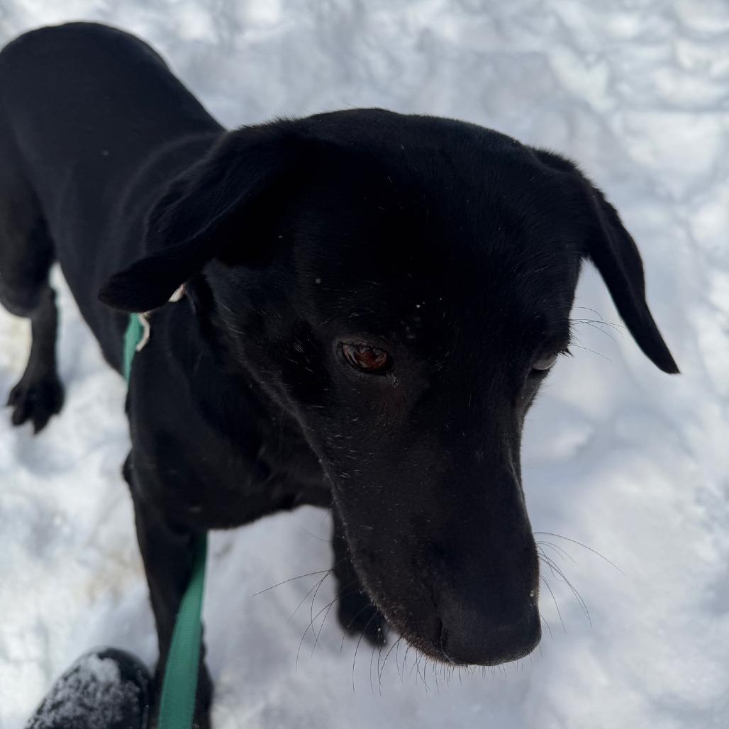 Enlarge Jagger, a Adoptable Black Labrador Retriever in Columbia Station, OH image 4/6