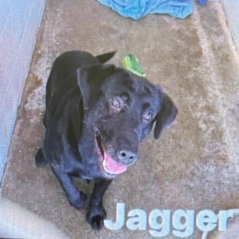 Jagger thumbnail 3