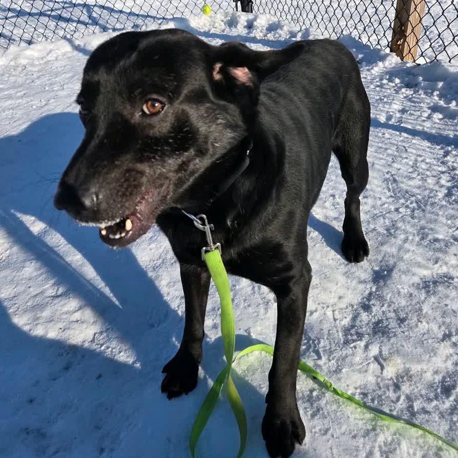 Enlarge Jagger, a Adoptable Black Labrador Retriever in Columbia Station, OH image 6/6