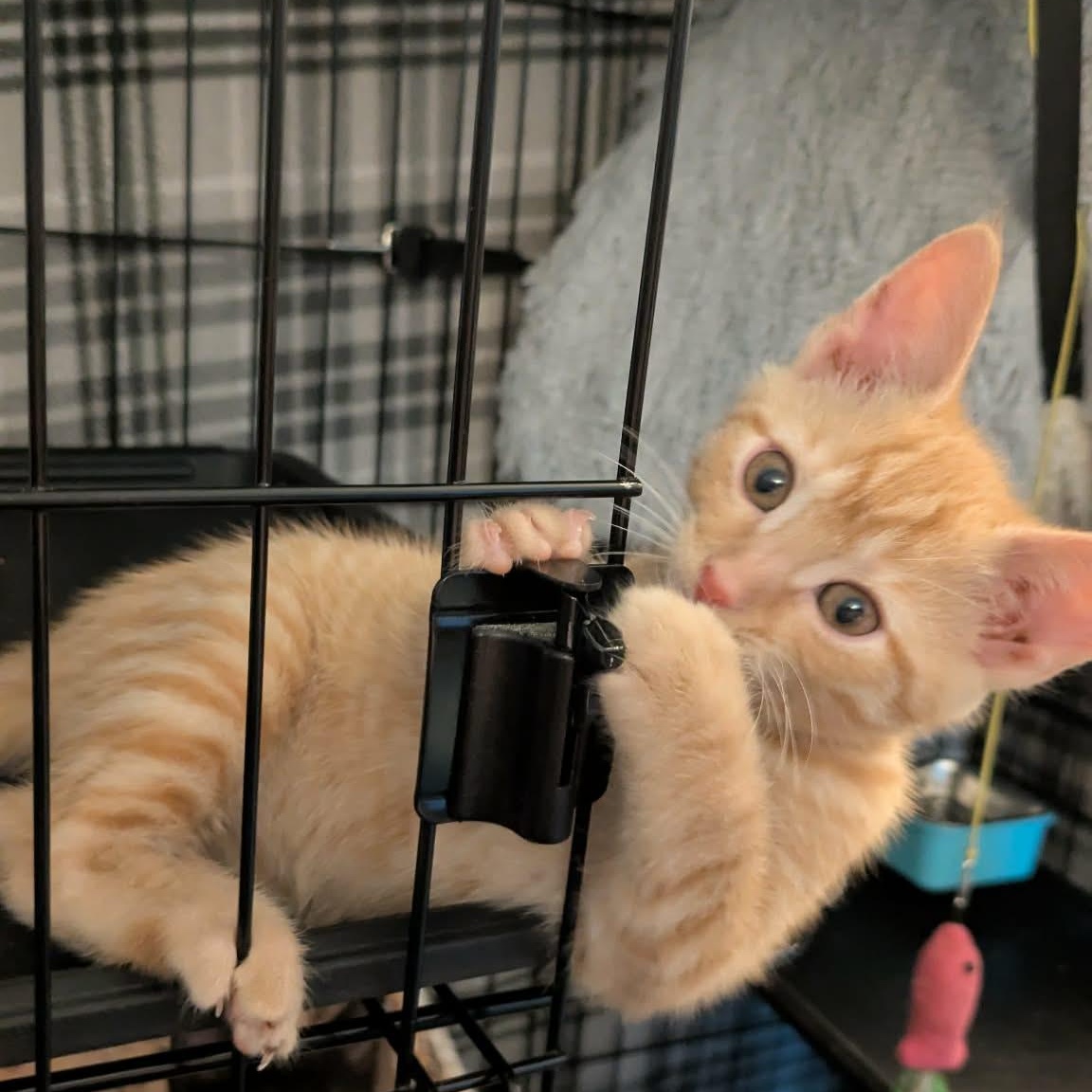 Chorizo, adopted, Kitten Male Tabby.
