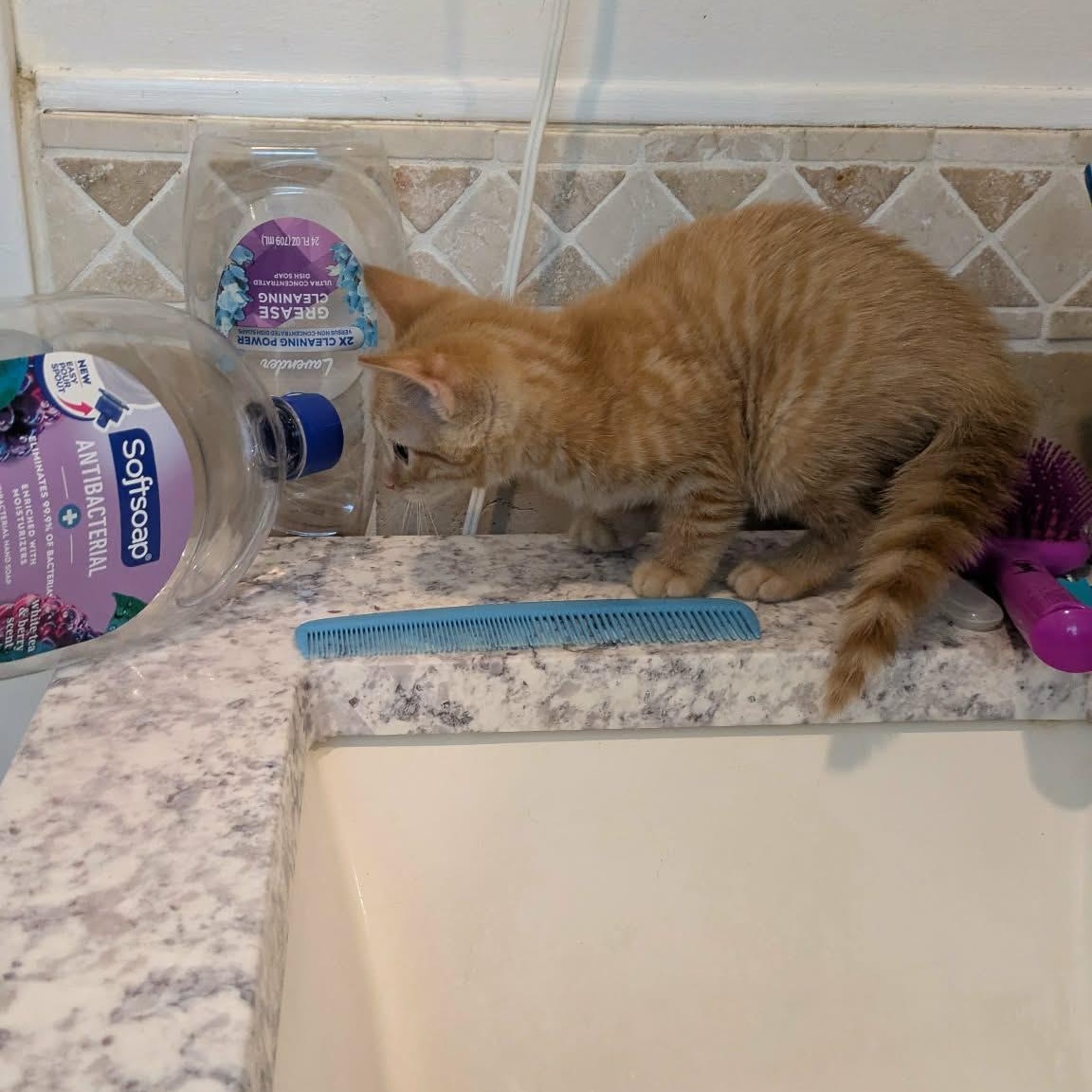 Chorizo, an adopted Tabby in Fairborn, OH image 2/3