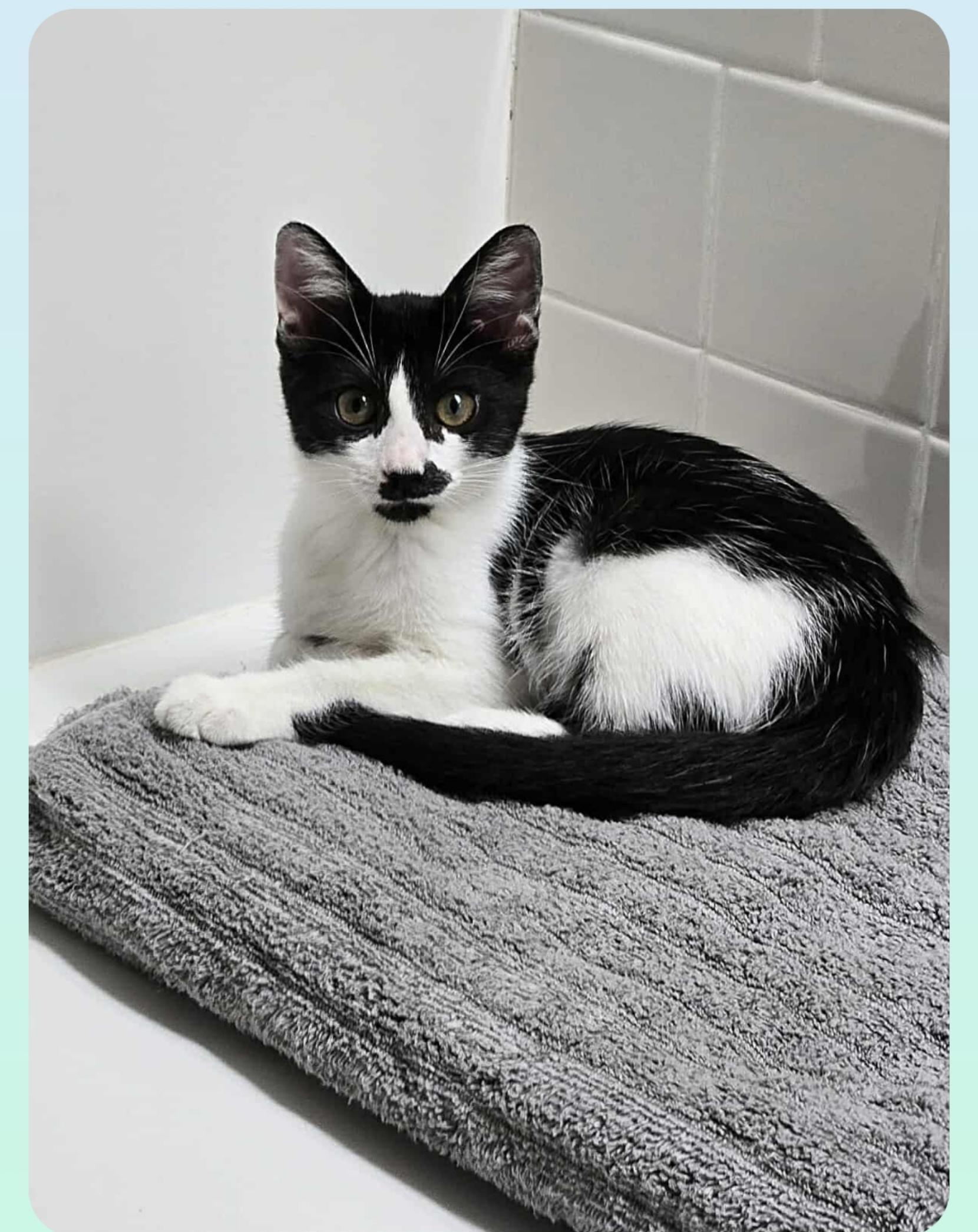 Rain ( Orlando Fl), Baby Female American Shorthair
