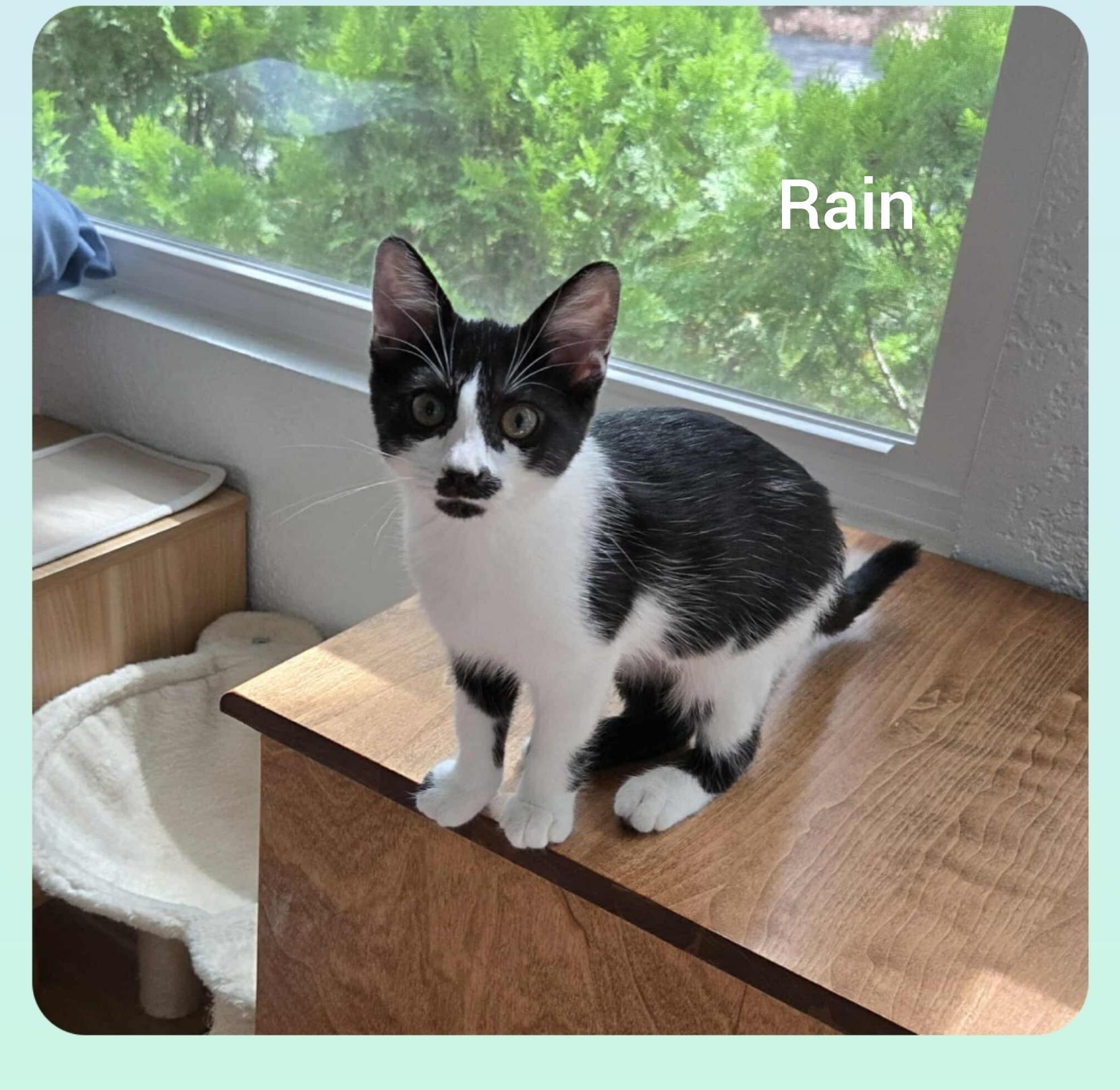 Rain ( Orlando Fl) photo 2