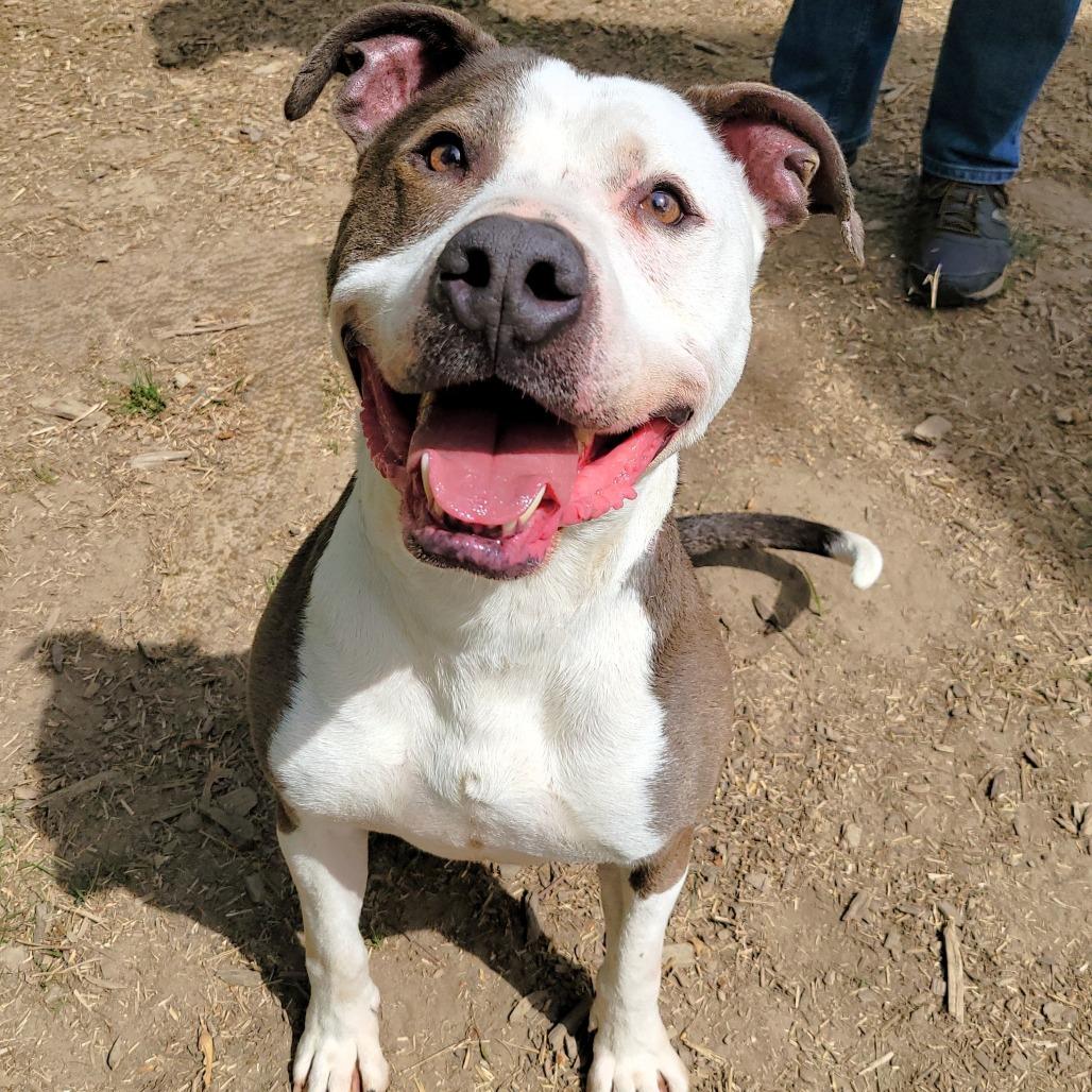 Papa John, a Adoptable Pit Bull Terrier in Michigan City, IN image 1/6