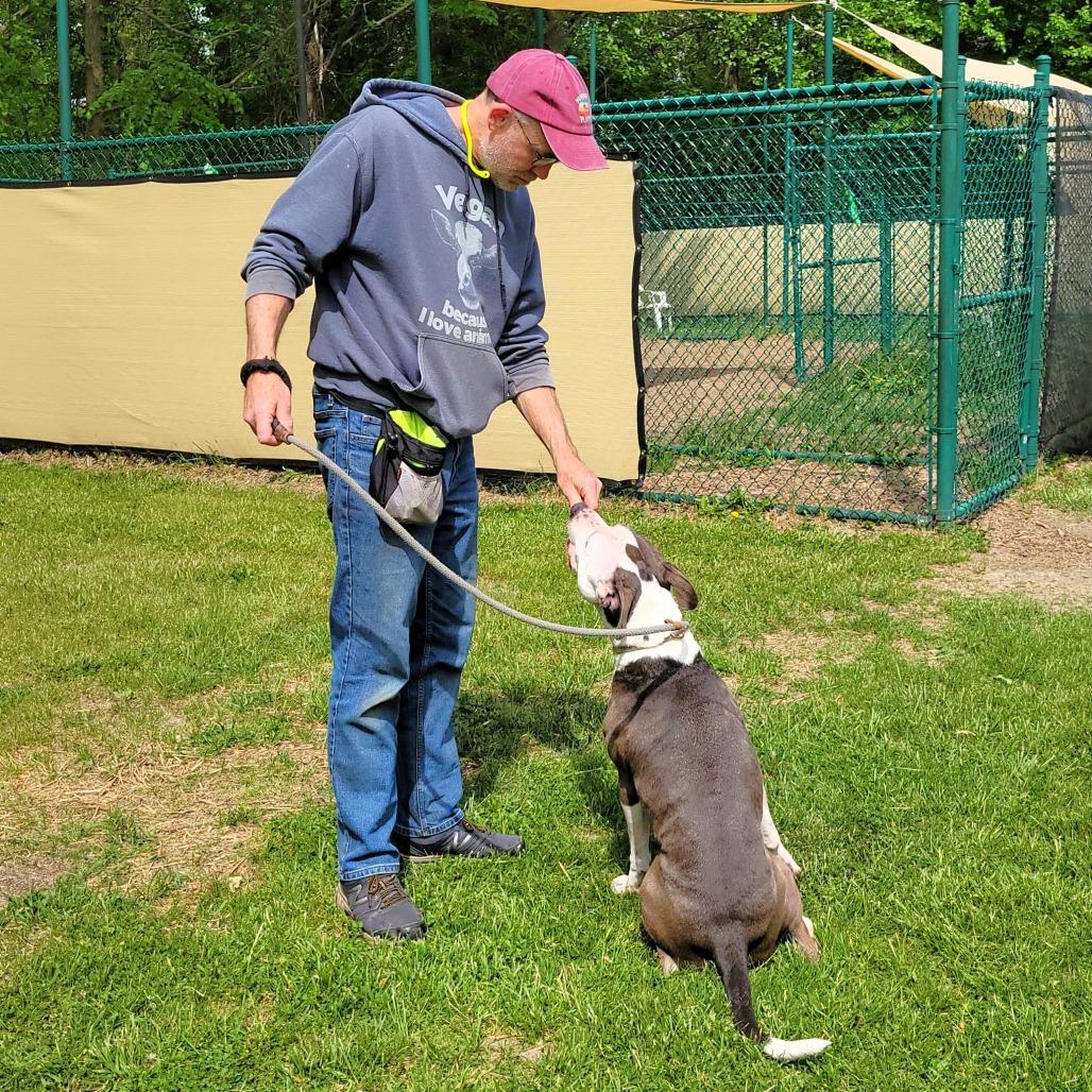 Papa John, a Adoptable Pit Bull Terrier in Michigan City, IN image 2/6
