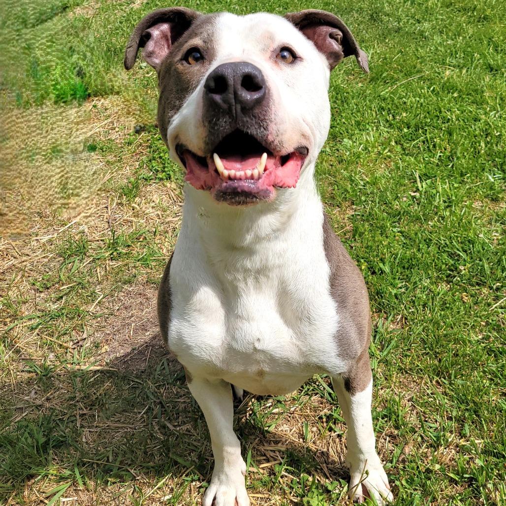 Papa John, a Adoptable Pit Bull Terrier in Michigan City, IN image 3/6