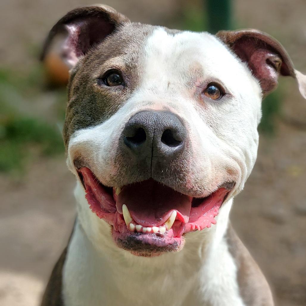 Papa John, a Adoptable Pit Bull Terrier in Michigan City, IN image 4/6