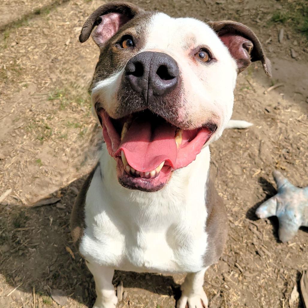 Papa John, a Adoptable Pit Bull Terrier in Michigan City, IN image 5/6