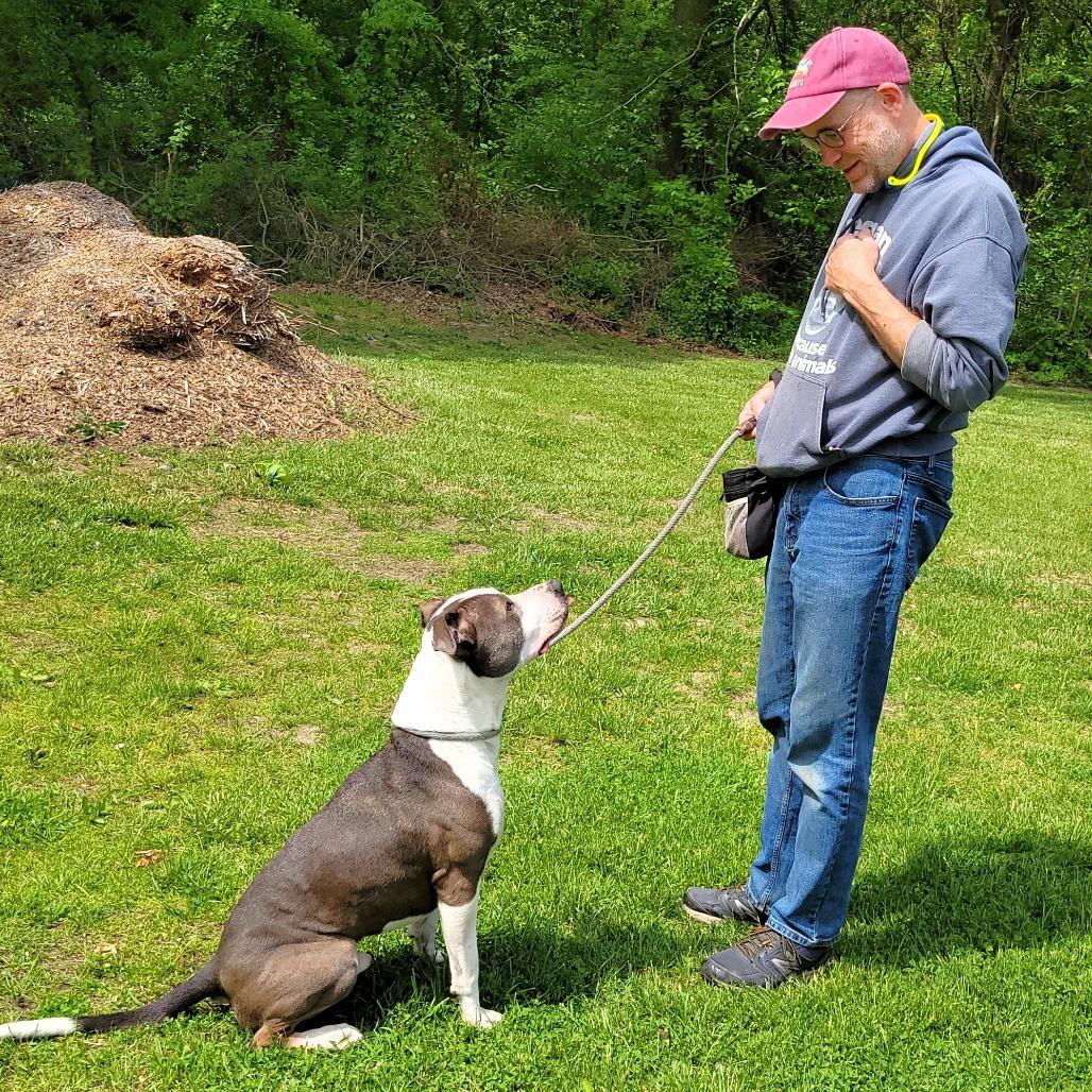 Papa John, a Adoptable Pit Bull Terrier in Michigan City, IN image 6/6