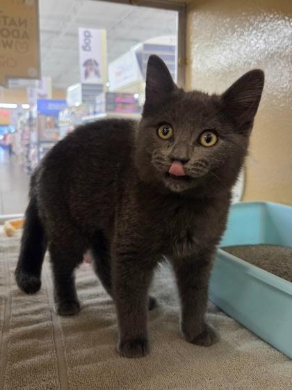 Enlarge Valentina, a Adoptable mixed breed in Phoenix, AZ image 1/1