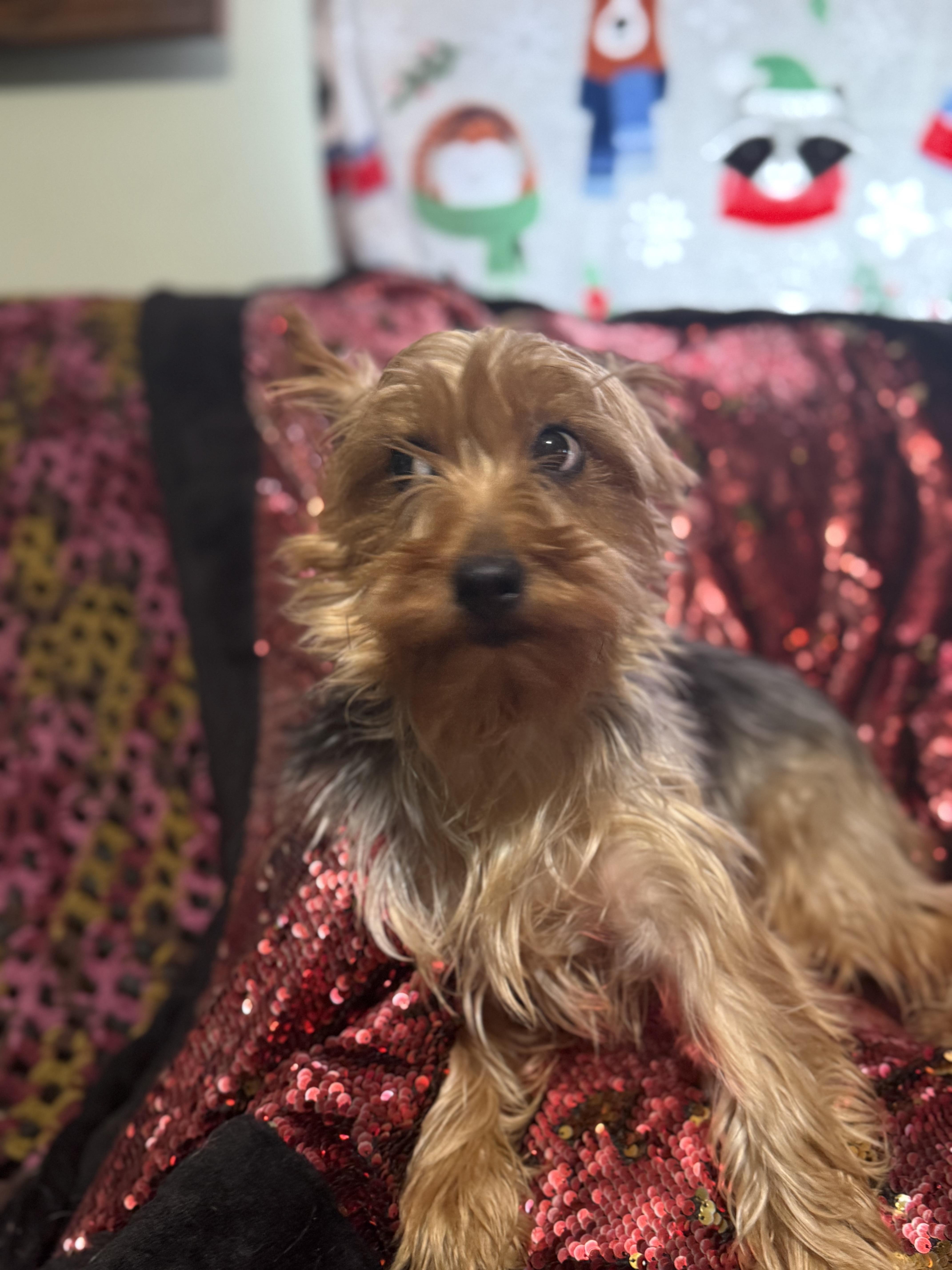 Enlarge Chanel, a Adoptable Yorkshire Terrier in Delmar, NY image 1/5