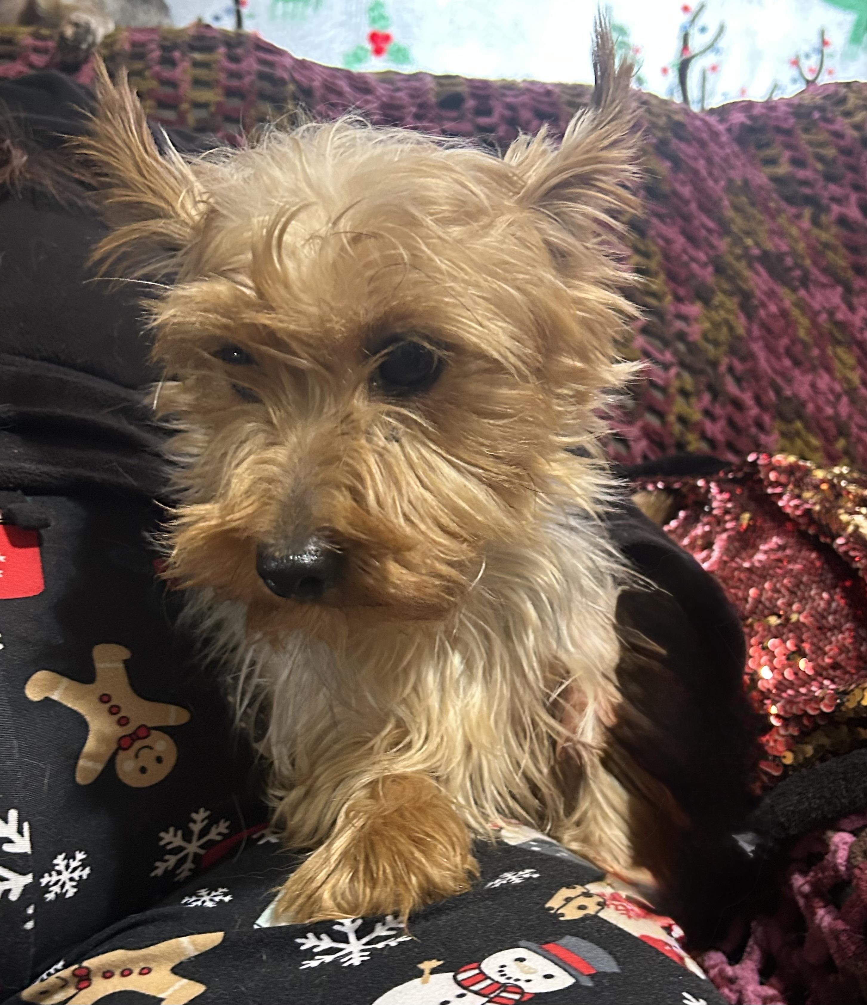 Enlarge Chanel, a Adoptable Yorkshire Terrier in Delmar, NY image 2/5