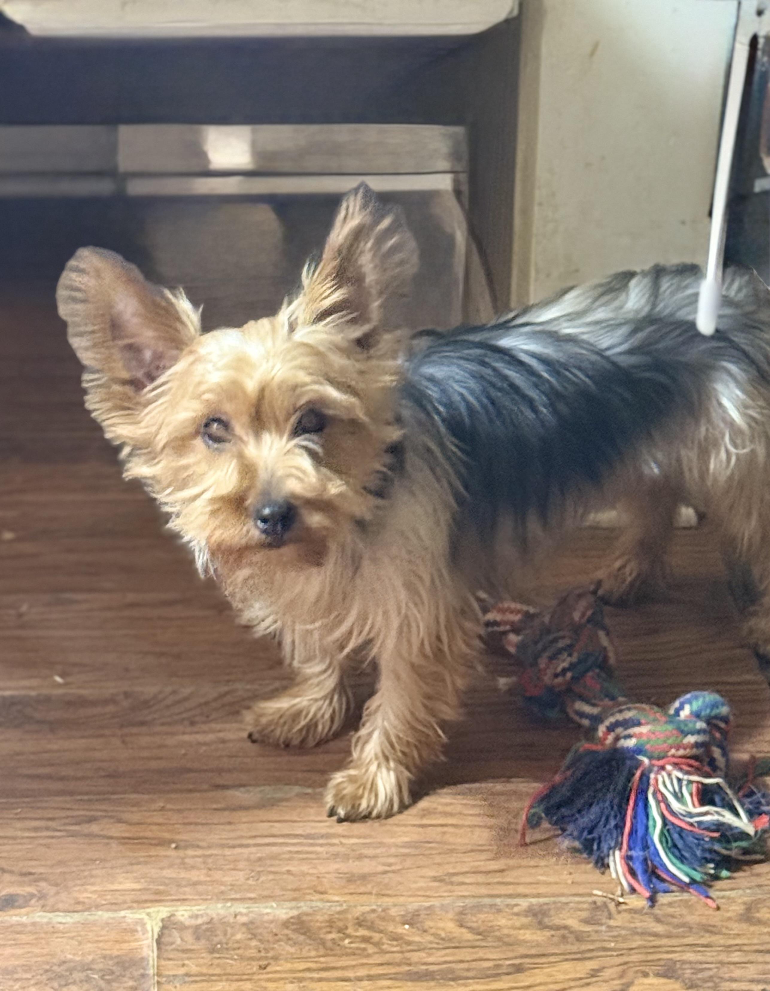 Enlarge Chanel, a Adoptable Yorkshire Terrier in Delmar, NY image 3/5