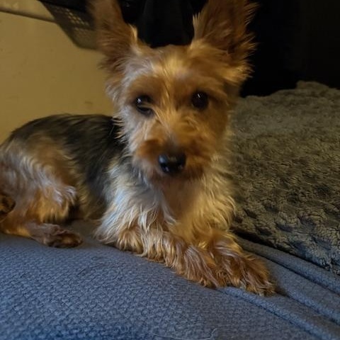 Enlarge Chanel, a Adoptable Yorkshire Terrier in Delmar, NY image 4/5
