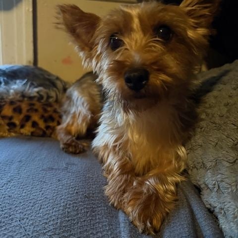Enlarge Chanel, a Adoptable Yorkshire Terrier in Delmar, NY image 5/5