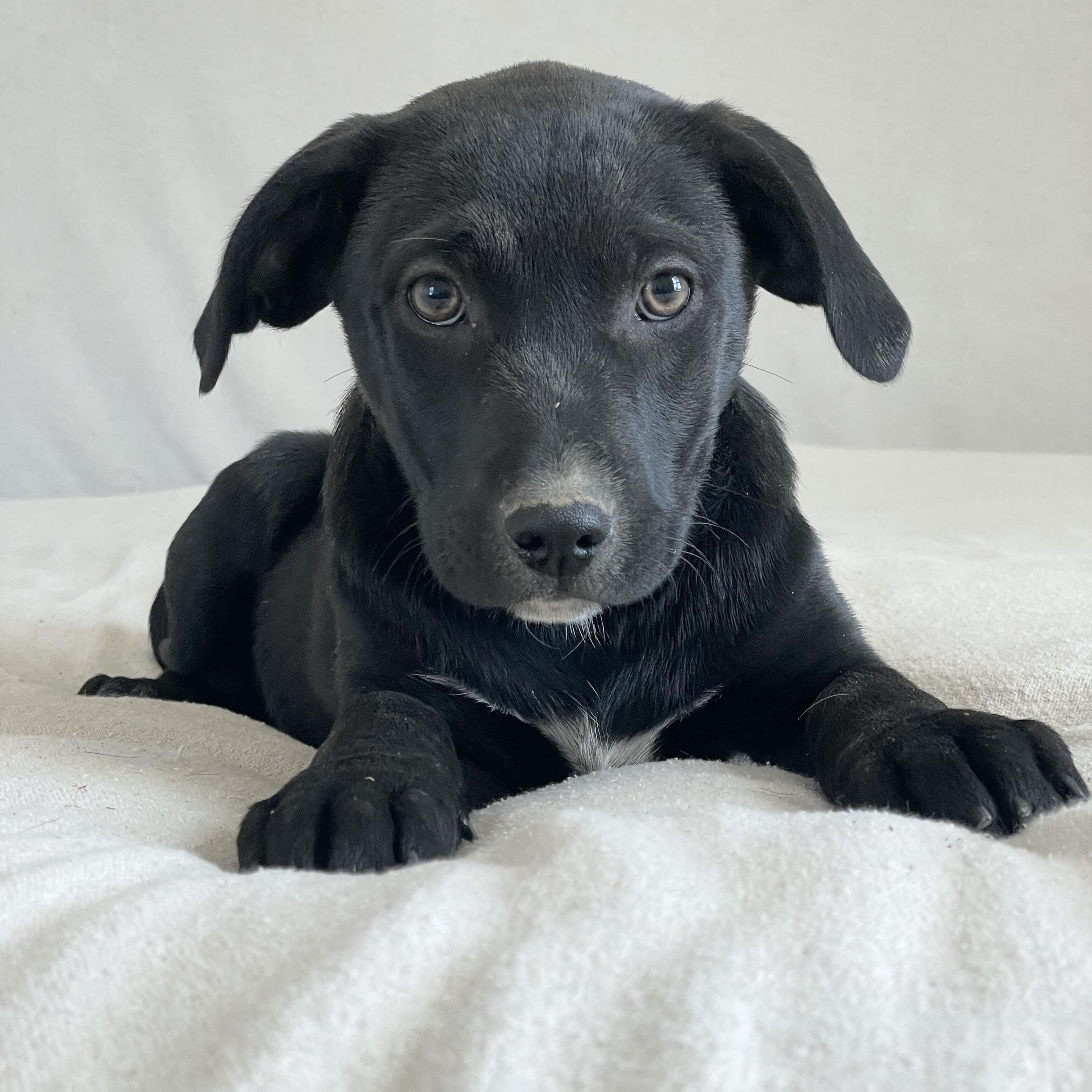 Enlarge Amazing Frisco, a ADOPTABLE mixed breed in West Hartford , CT image 3/5