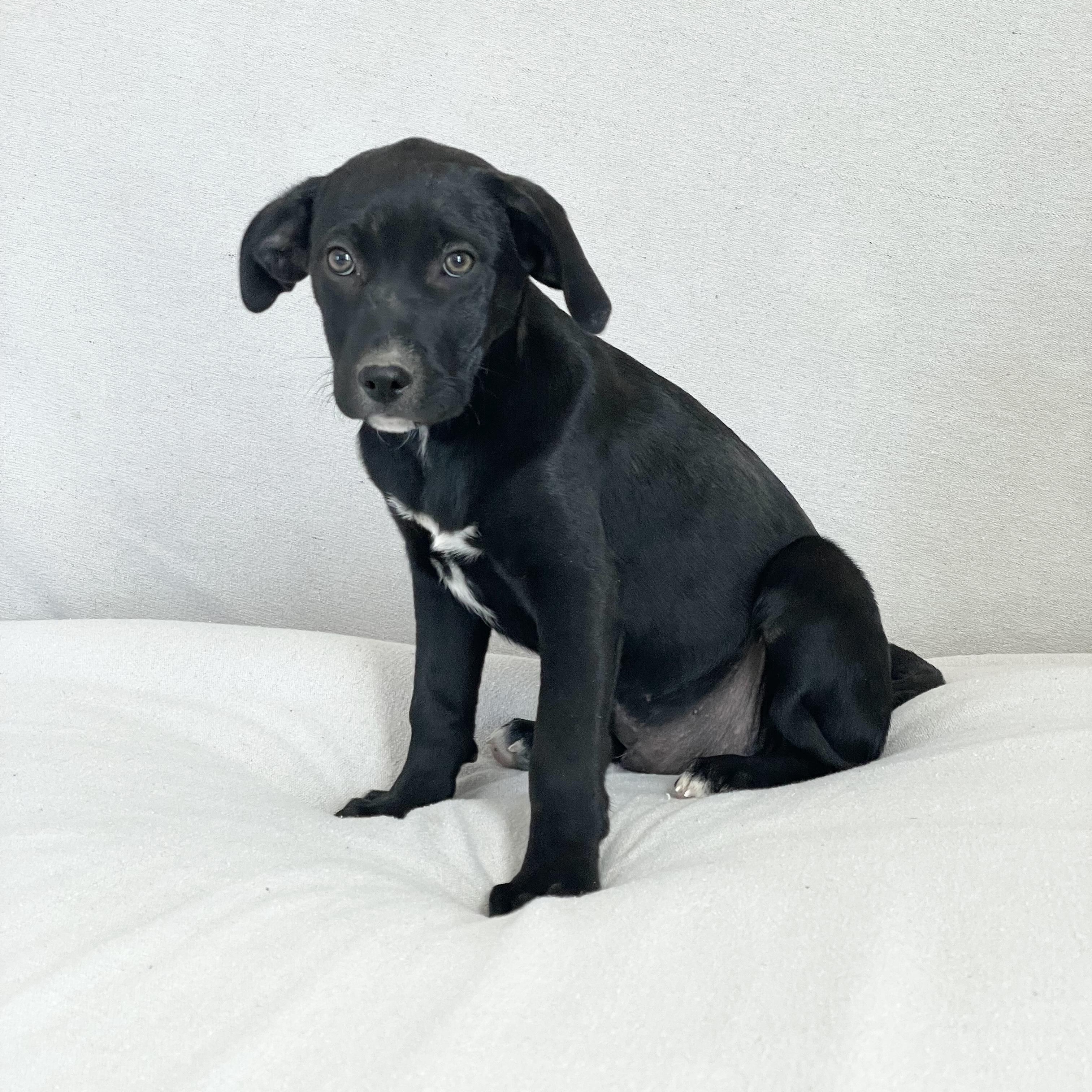 Amazing Frisco, ADOPTABLE, Puppy Male Black Labrador Retriever & Labrador Retriever.