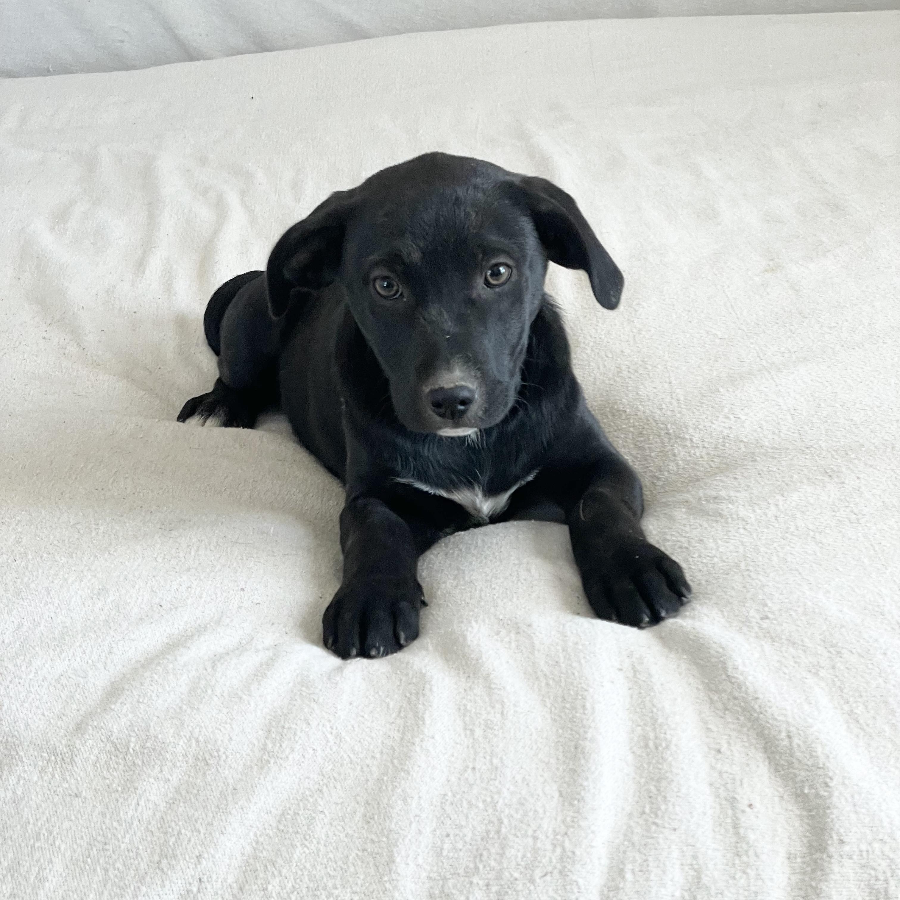 Enlarge Amazing Frisco, a ADOPTABLE mixed breed in West Hartford , CT image 4/5