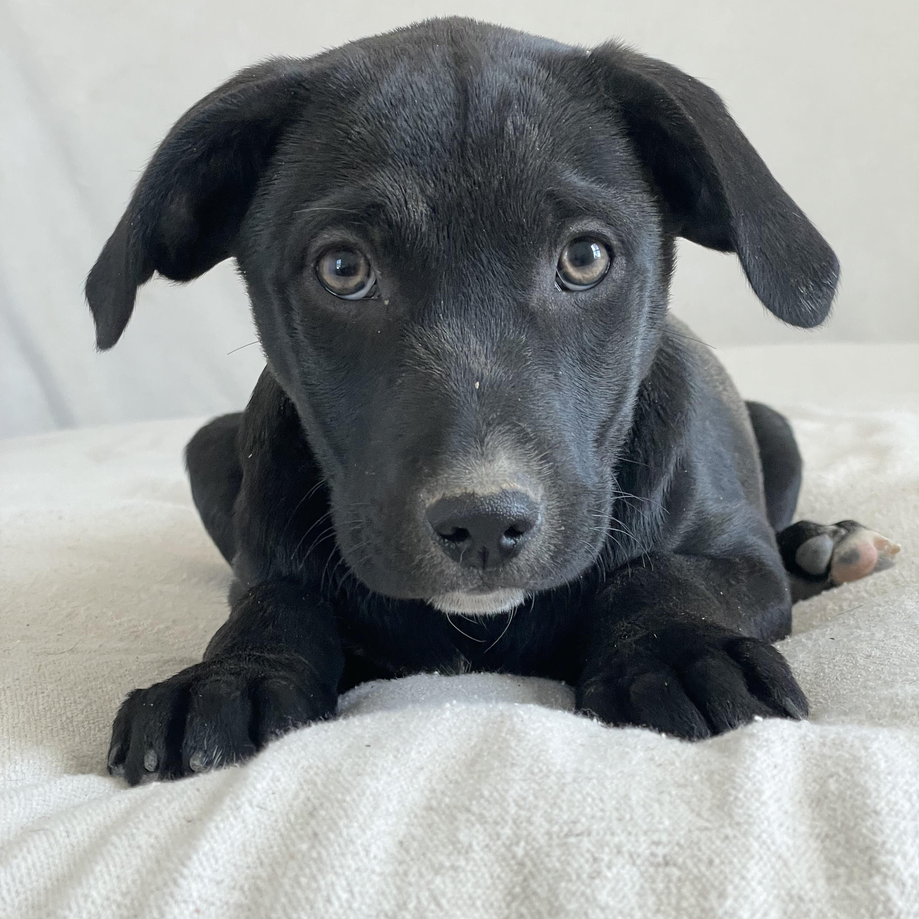 Enlarge Amazing Frisco, a ADOPTABLE mixed breed in West Hartford , CT image 5/5