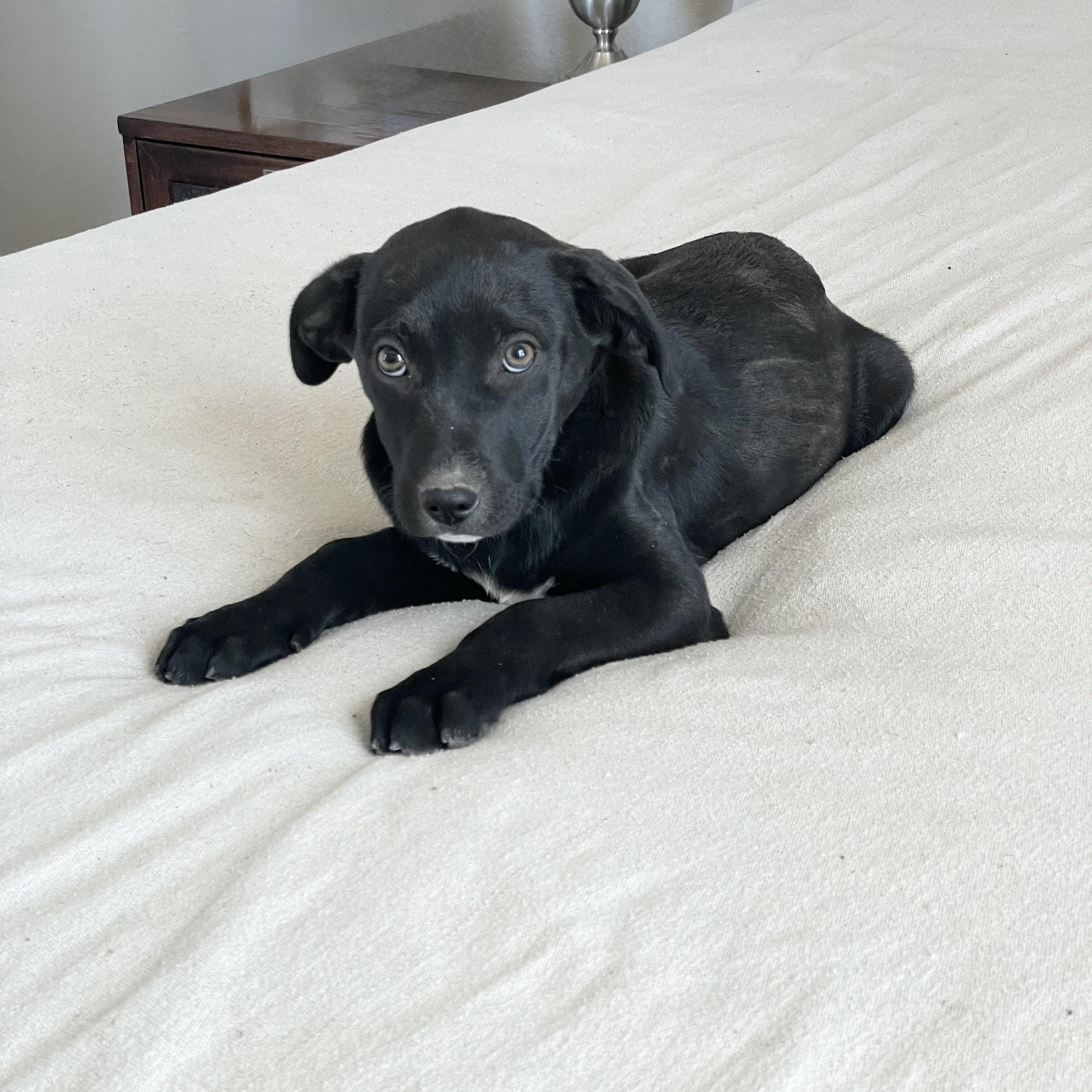 Enlarge Amazing Frisco, a ADOPTABLE mixed breed in West Hartford , CT image 2/5