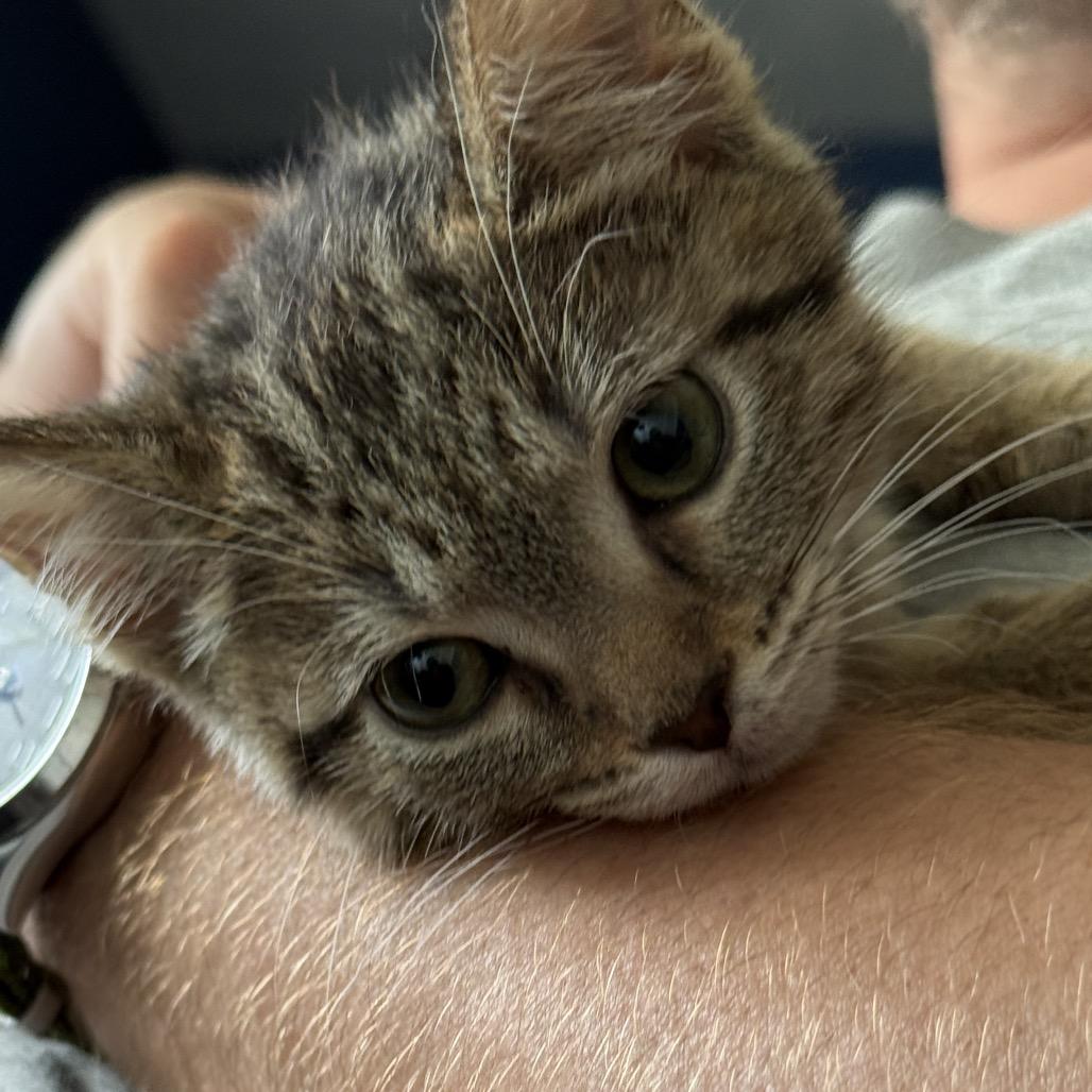Pastrami, Adoptable, Kitten Female Domestic Short Hair.