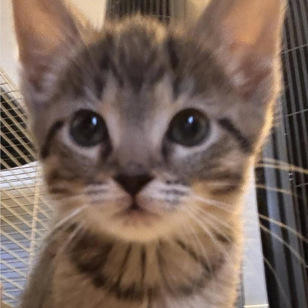 Enlarge Pastrami, a Adoptable Domestic Short Hair in La Grange, KY image 2/3