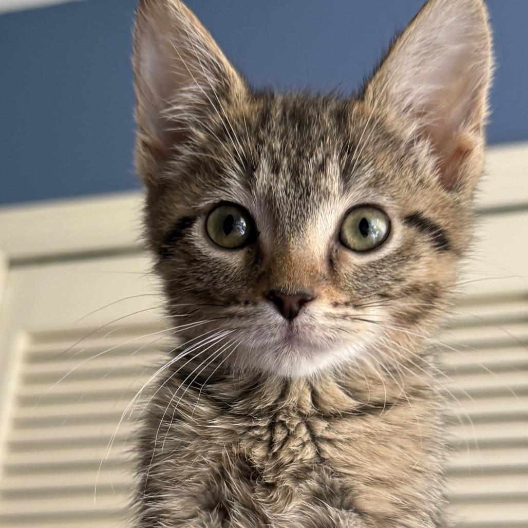 Enlarge Pastrami, a Adoptable Domestic Short Hair in La Grange, KY image 3/3