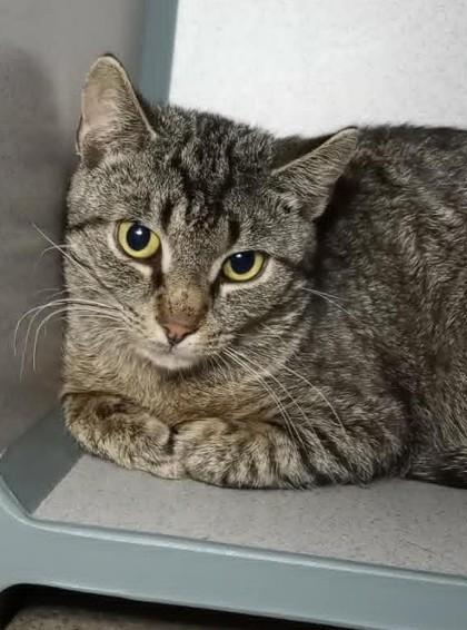 Enlarge Duke (Barn Cat), a ADOPTABLE mixed breed in Waupaca, WI image 1/1